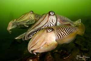 Cuttlefish, Zeeland, The Netherlands. by Filip Staes 